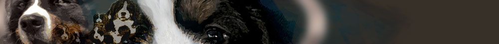 Bernese info banner